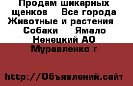 Продам шикарных щенков  - Все города Животные и растения » Собаки   . Ямало-Ненецкий АО,Муравленко г.